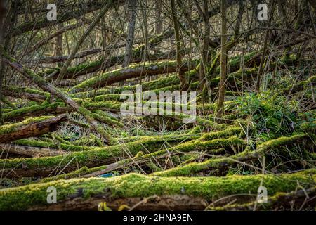 Fallen down trees in woods in Ryarsh near Maidstone in Kent, England Stock Photo