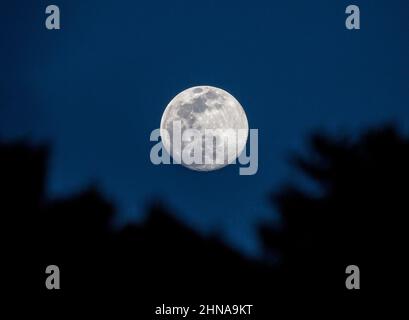 A full moon rises above trees at twilight in a clear, deep blue sky. Stock Photo