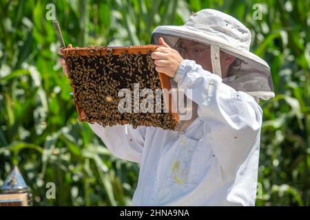 An apiarist checks an apiary frame Stock Photo