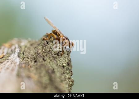 Deer fly (Lipoptena cervi) Stock Photo
