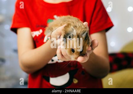 Hamster in the hands of a child Stock Photo