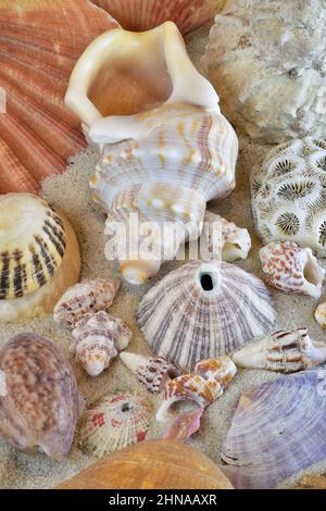 Colorful mixed collection of seashells on sandy beach. Spiral shells, keyhole limpets, mollusks, stony coral. Close up macro photography. Stock Photo