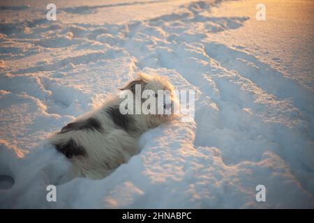 Dog in the snow. The dog walks in the winter at sunset. Stock Photo