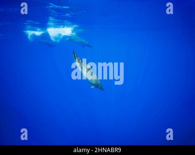 Blainville's beaked whales, Mesoplodon densirostris, are a rare sight in Hawaiian waters. They are sometimes referred to as a dense beaked whale. Stock Photo