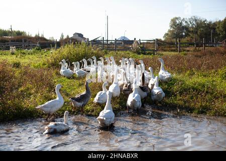 Geese on the farm. A flock of geese walks around the farm. Stock Photo