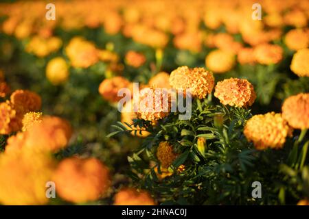 Orange flowers in a flowerbed. Many of the same plants. Stock Photo