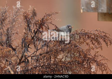 A dark-eyed junco sitting on mugwort in winter Stock Photo