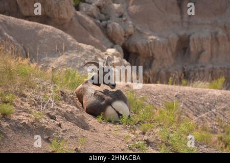 Juvenile bighorn sheep looking back over his shoulder in a canyon. Stock Photo