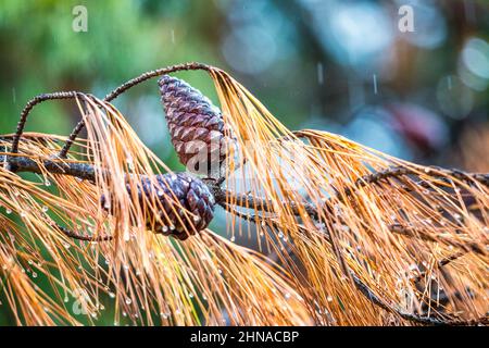 Pine cone in the rain. Stock Photo