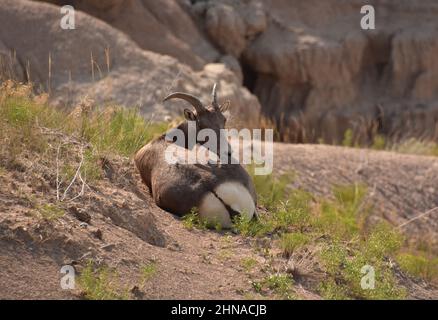 Resting bighorn sheep looking back over his shoulder. Stock Photo