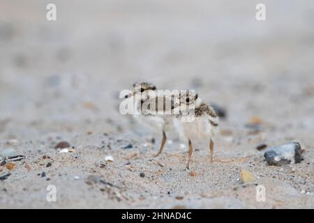 Two cute common ringed plover (Charadrius hiaticula) chicks on the beach in spring Stock Photo