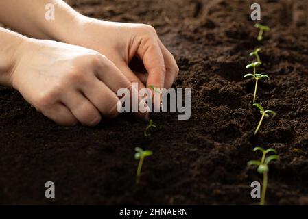 The hand of the farmer is holding a seedling for transplanting into fertile soil for organic farming and symbols for a new start in growing something Stock Photo