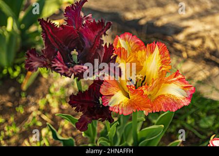 A group of decorative flowers of variegated multicolored peony-shaped tulips Stock Photo