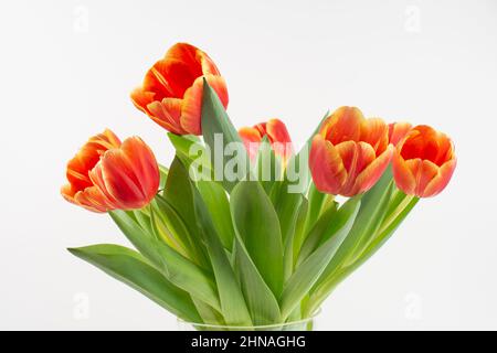 Bouquet of orange tulips isolated on white background. Stock Photo