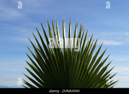 A big green fan of California fan-shaped palm tree or Washingtonia filifera on latin Stock Photo