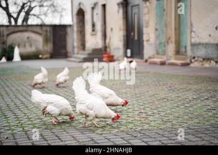 Many young white hens with red tufts graze and eat grass in yard of house Stock Photo