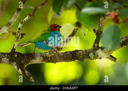 Bay headed tanager in a beautiful surrounding Stock Photo