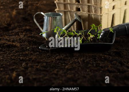 Seeds, gardener prepares the seedlings.Gardener sows seeds are watered and cares sown into pots of peat Stock Photo