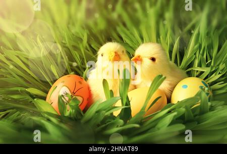 Easter eggs and chicken on green grass as background. Easter card. Stock Photo