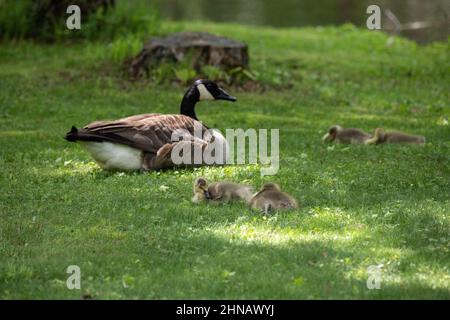 Mother goose and her four goslings resting in the shade on a sunny day. Taken at Jerusalem Pond, St. Croix Falls, WI. Stock Photo