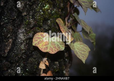 Close-Up Of Ivy Growing On Tree Trunk Stock Photo