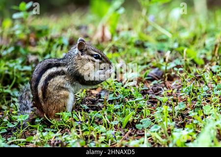 Chipmunk eating a sunflower nut in the grass amid creeping charlie. Stock Photo