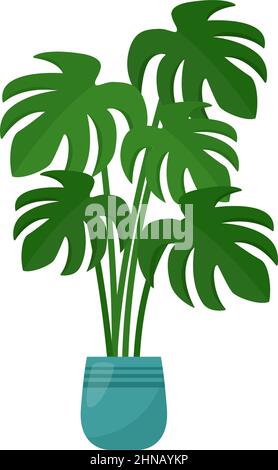 Monstera houseplant in flower pot on white background, vector illustration Stock Vector