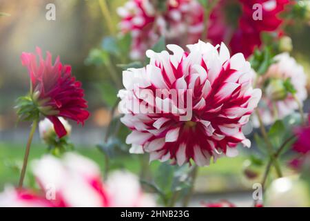 Red and White Striped Dahlia in Sunny Flower Garden Stock Photo