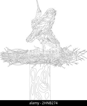A pair of storks in a nest. Gray and white Storks  in outline style on white background. Vector illustration, objects of isolation. Stock Vector