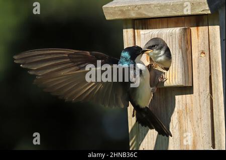 Tree swallow feeds nestling Stock Photo