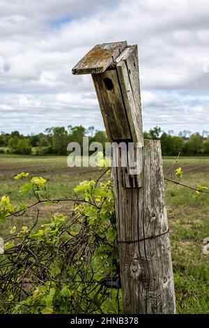 Birdhouse mounted on a fence post surrounded by vines on the barbed wire fence. Stock Photo