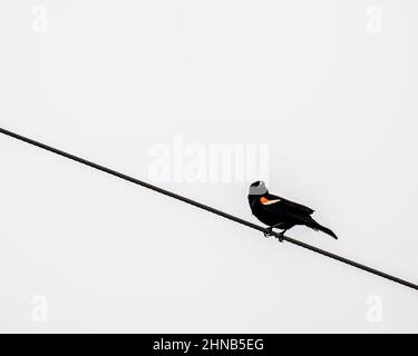 Male red-winged blackbird perched on a telephone wire. Stock Photo