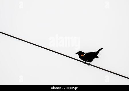 Male red-winged blackbird perched on a telephone wire. Stock Photo