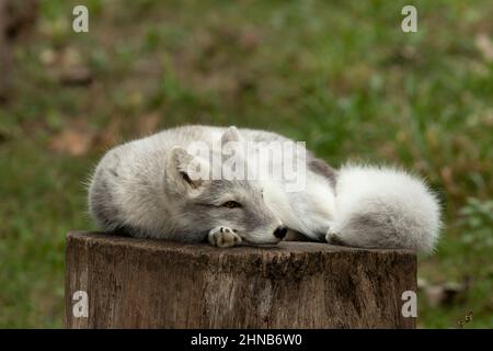 Arctic fox resting on stump Stock Photo