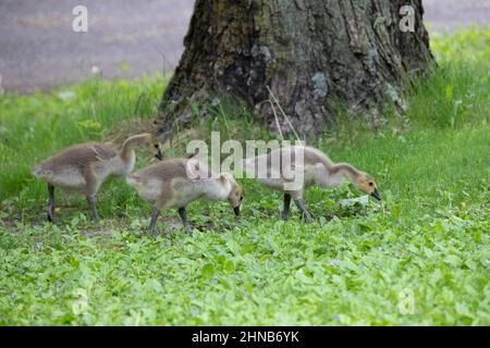 Three goslings pecking for food in the grass in front of a tree near Jerusalem Pond in St. Croix Falls, Wisconsin USA. Stock Photo