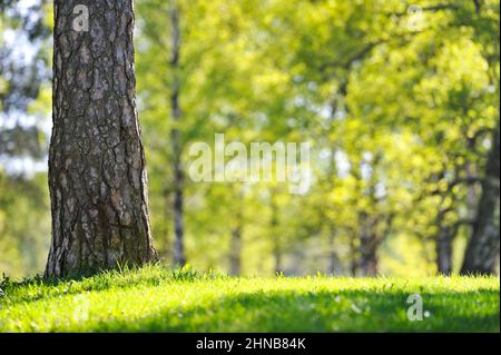 Pine tree trunk detail. Selective focus and shallow depth of field. Stock Photo