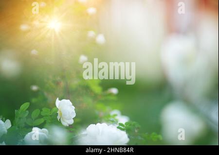 White burnet rose, Rosa pimpinellifolia ‘Plena’ blooming in the garden, blurred background with light rays. Stock Photo