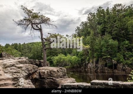 White pine that is rather iconic landmark in Interstate State Park, Taylors Falls, Minnesota along the Dalles of the St. Croix River with bluffs. Stock Photo