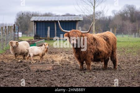 Highland cow with reddish brown coat in a meadow in the winter. A white ram and a goat in the background. Stock Photo