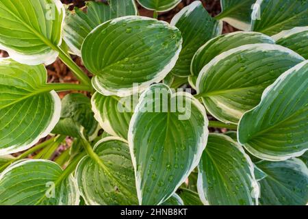 Hosta, "Zager's White Edge Hosta" growing in a spring garden. Stock Photo