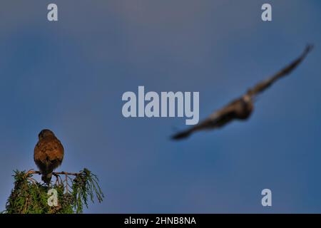 A Kestrel bird of prey on the top of a tree. Falco tinnunculus. Hunted prey ready to eat Stock Photo