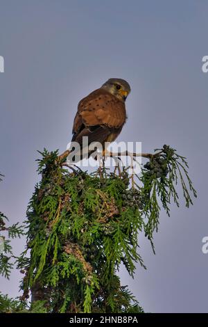 A Kestrel bird of prey on the top of a tree. Falco tinnunculus. Hunted prey ready to eat Stock Photo