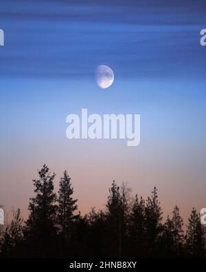Waxing gibbous moon in the morning with cirrus clouds and tree silhouettes. Stock Photo
