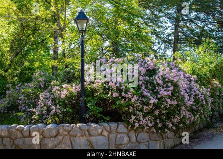 Beautiful purple lilac bush with a lamppost above a rock retaining wall with trees in the background in Taylors Falls, Minnesota. Stock Photo