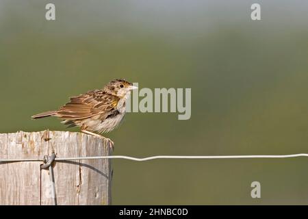 A Juvenile Grasshopper Sparrow, Ammodramus savannarum, perched on a post Stock Photo