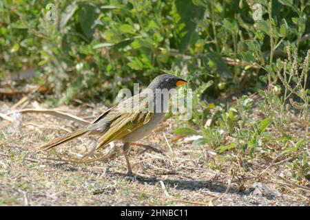 A Great Pampa Finch, Embernagra platensis, relaxing on the ground Stock Photo