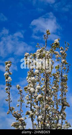 Cherry Blossom branches on a tree against blue sky and scattered cloud Stock Photo