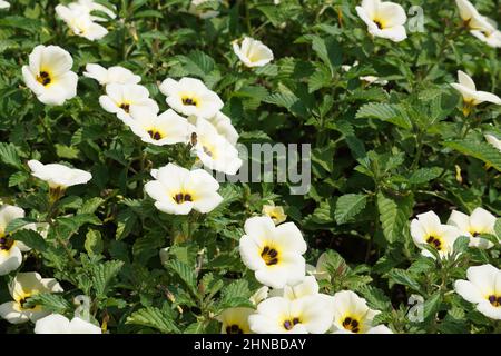 Turnera subulata (Also called yolanda, Turnera subulata, white buttercup, sulphur alder, politician's flower, dark-eyed turnera, white alder) flower. Stock Photo