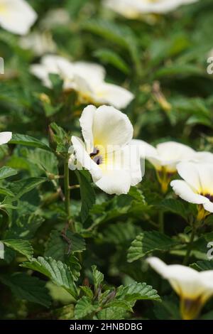 Turnera subulata (Also called yolanda, Turnera subulata, white buttercup, sulphur alder, politician's flower, dark-eyed turnera, white alder) flower. Stock Photo