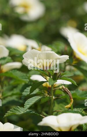 Turnera subulata (Also called yolanda, Turnera subulata, white buttercup, sulphur alder, politician's flower, dark-eyed turnera, white alder) flower. Stock Photo